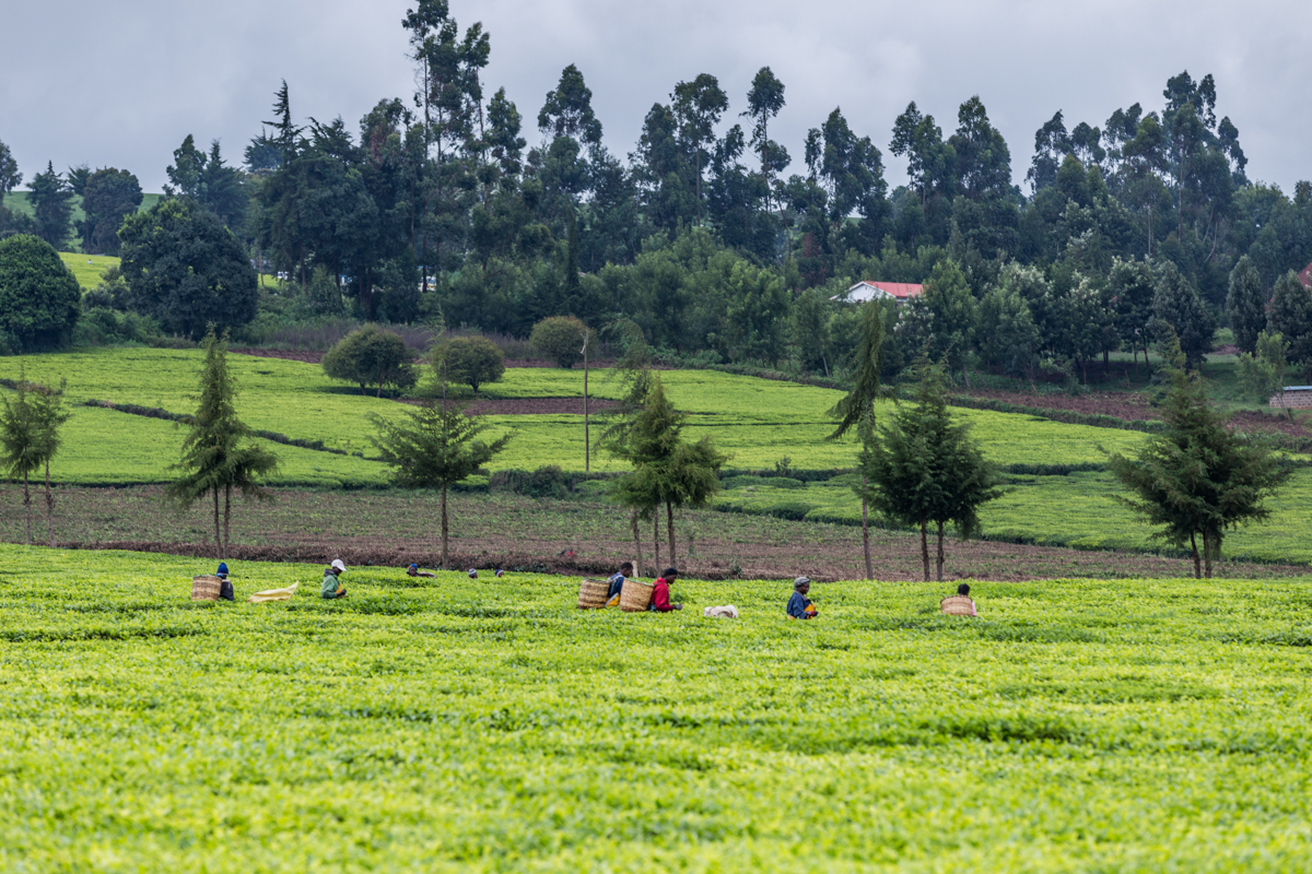 Kenya Landscape Photographer :: Kiambu County Tea Farm Estate