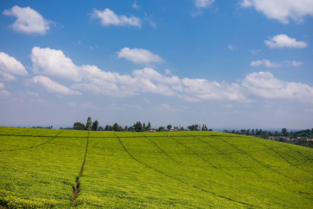 Kenya Landscape Photographer :: Kiambu County Tea Farm Estate