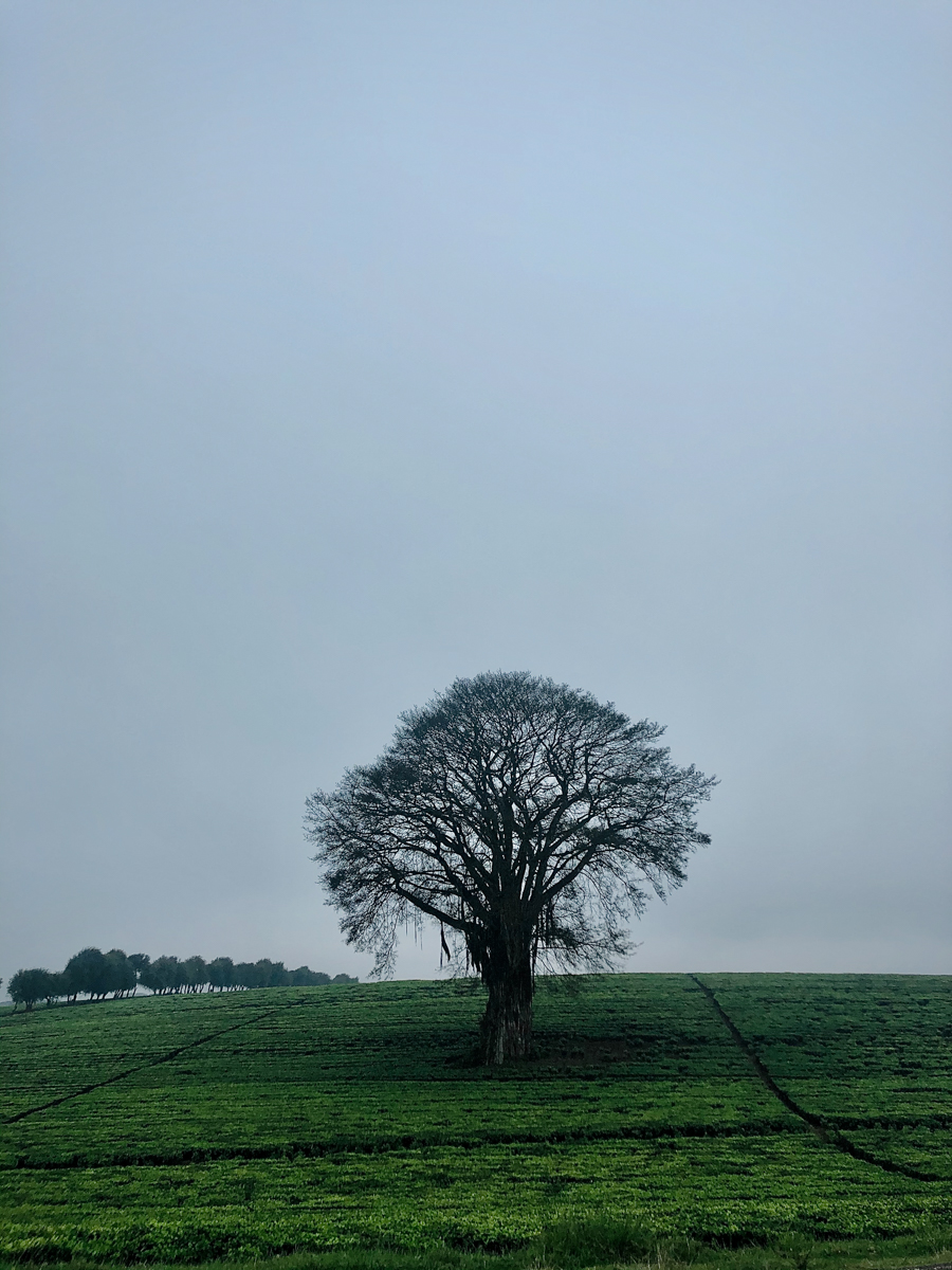 Kenya Landscape Photographer :: Kiambu County Tea Farm Estate