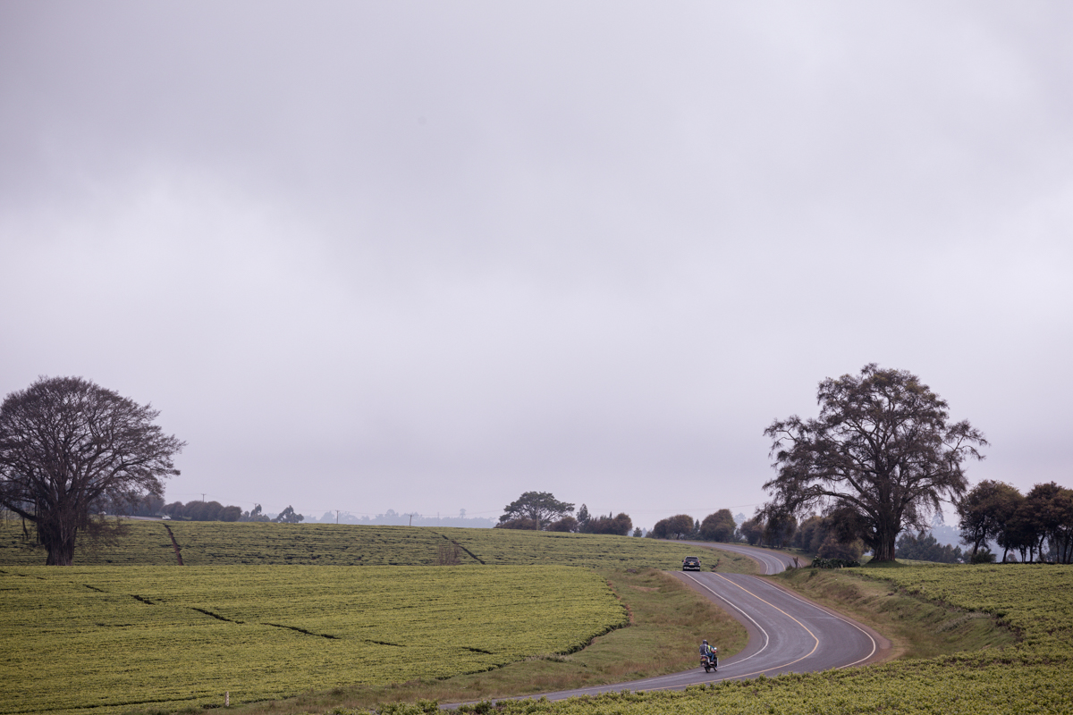 Kenya Landscape Photographer :: Kiambu County Tea Farm Estate