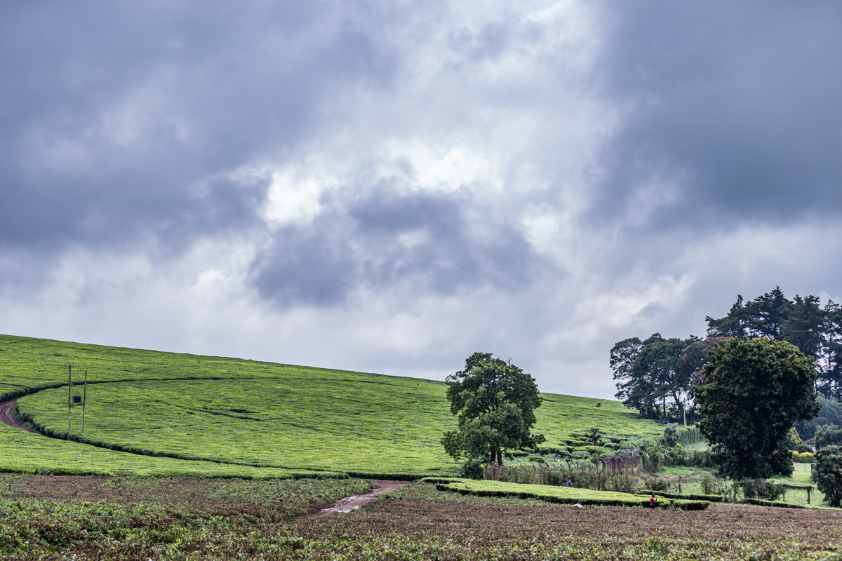 Kenya Landscape Photographer :: Kiambu County Tea Farm Estate