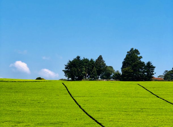 Kenya Landscape Photographer :: Kiambu County Tea Farm Estate