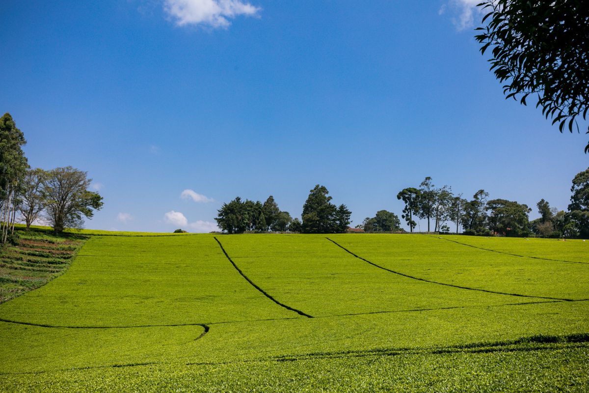 Kiambu County Tea Farm Estate