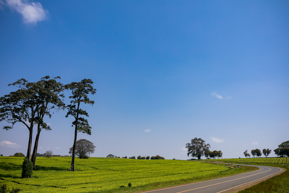 Kiambu County Tea Farm Estate