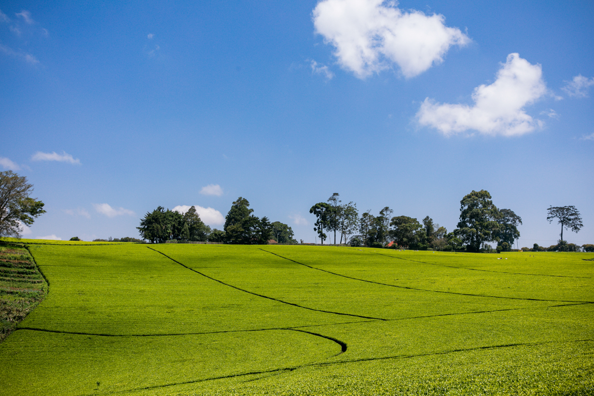 Kiambu County Tea Farm Estate