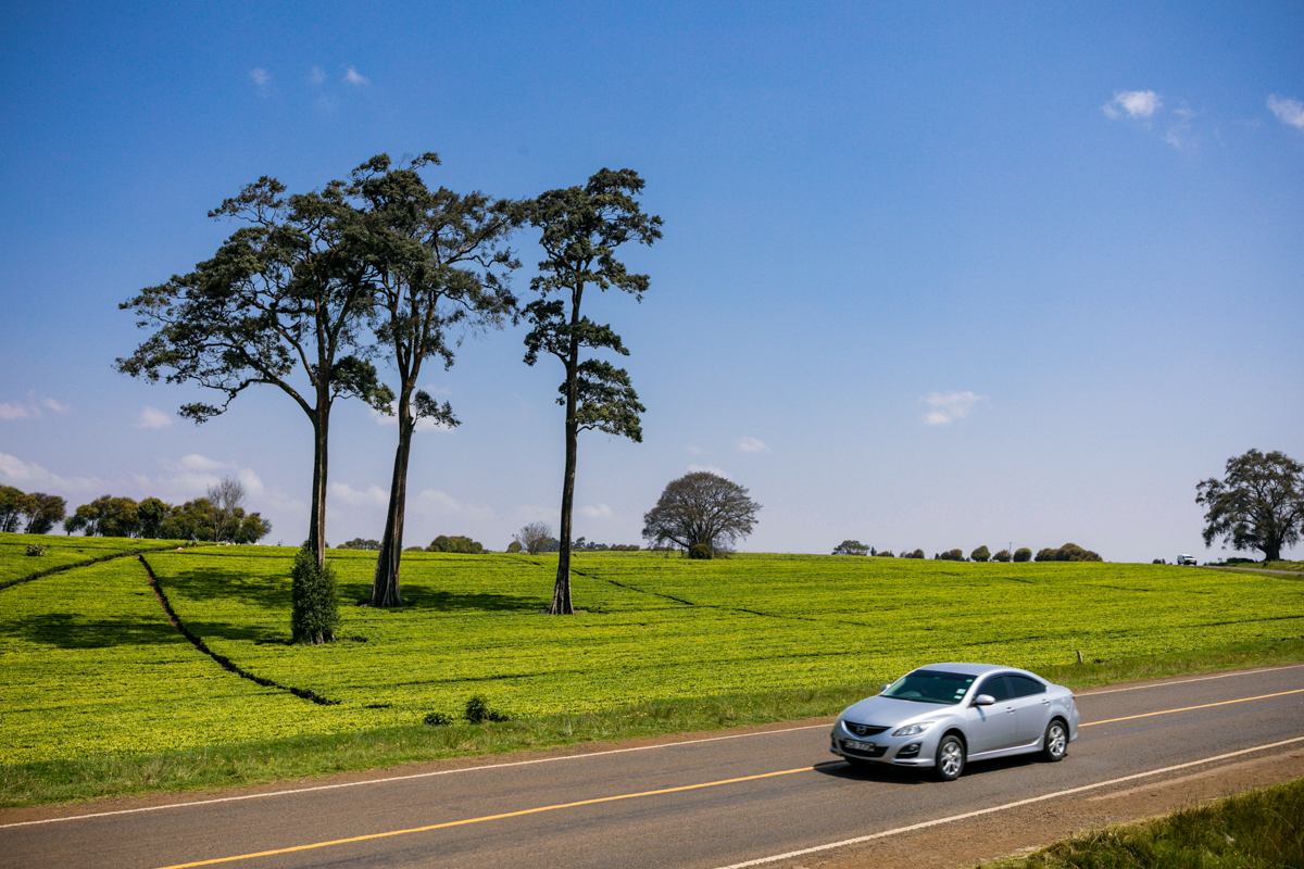 Kiambu County Tea Farm Estate