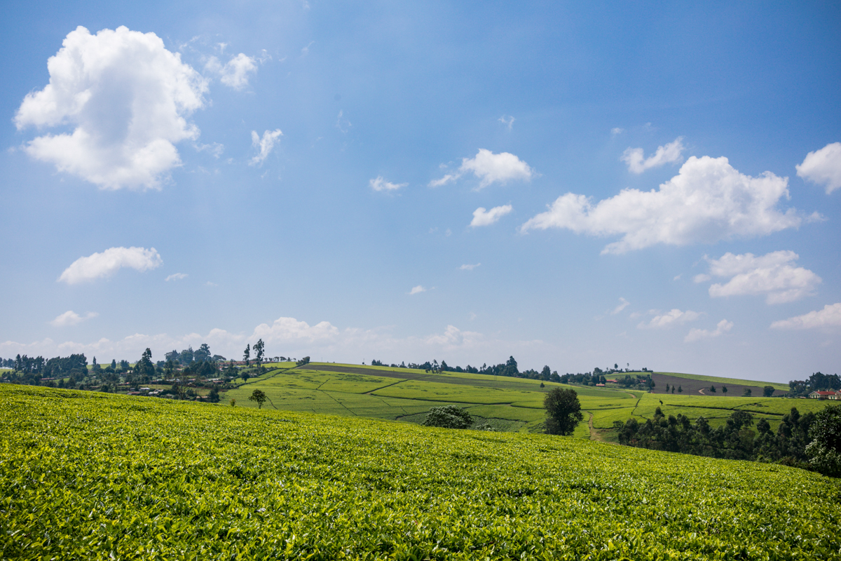 Kiambu County Tea Farm Estate