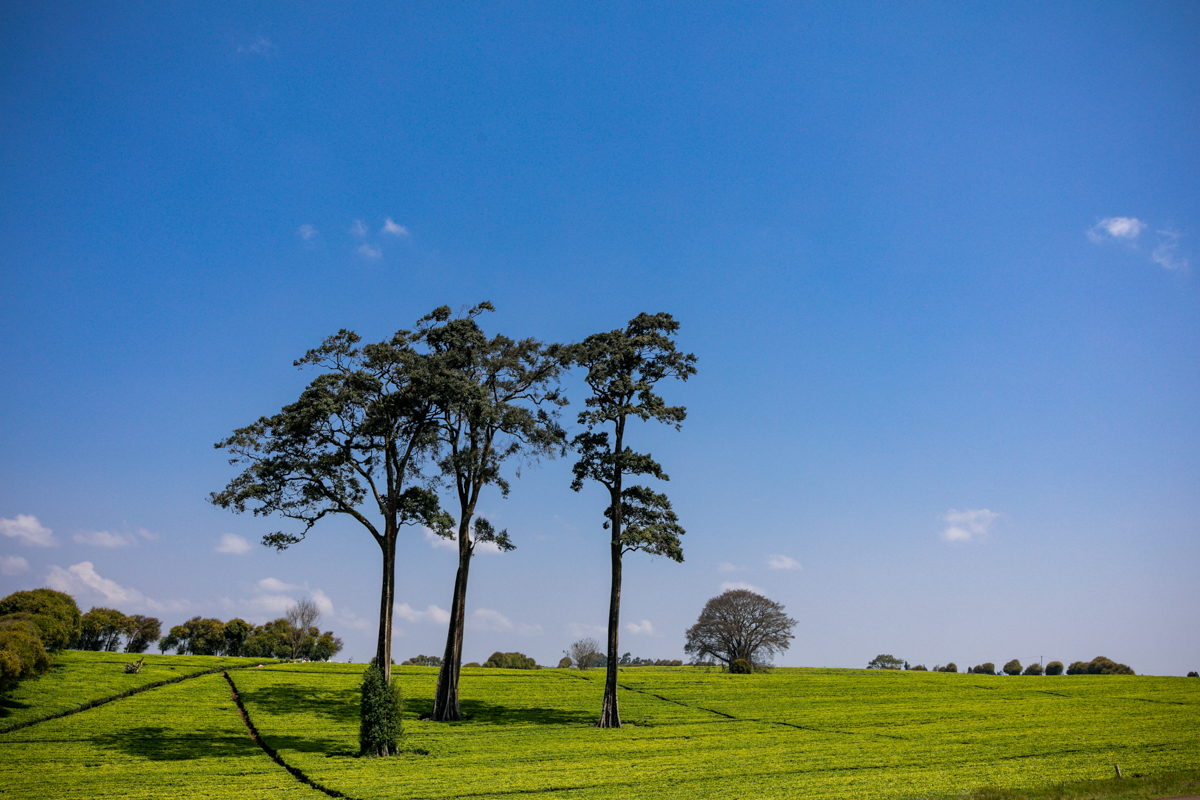 Kiambu County Tea Farm Estate