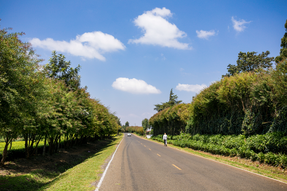 Kiambu County Tea Farm Estate