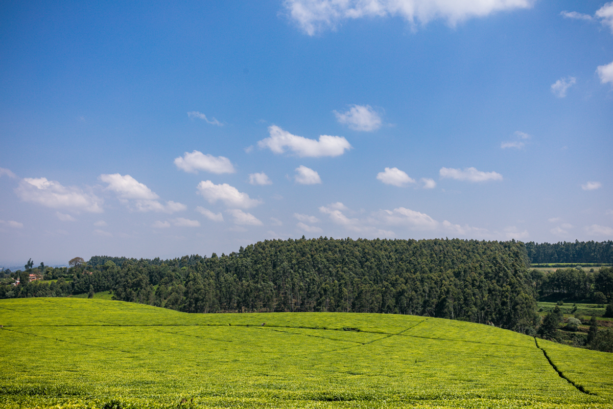 Kiambu County Tea Farm Estate