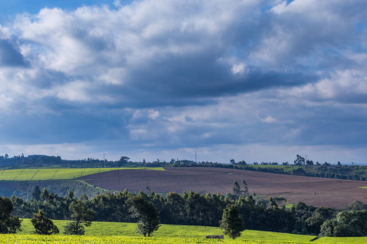 Kenya Landscape Photographer :: Kiambu County Tea Farm Estate