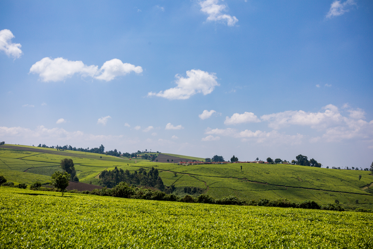 Kiambu County Tea Farm Estate