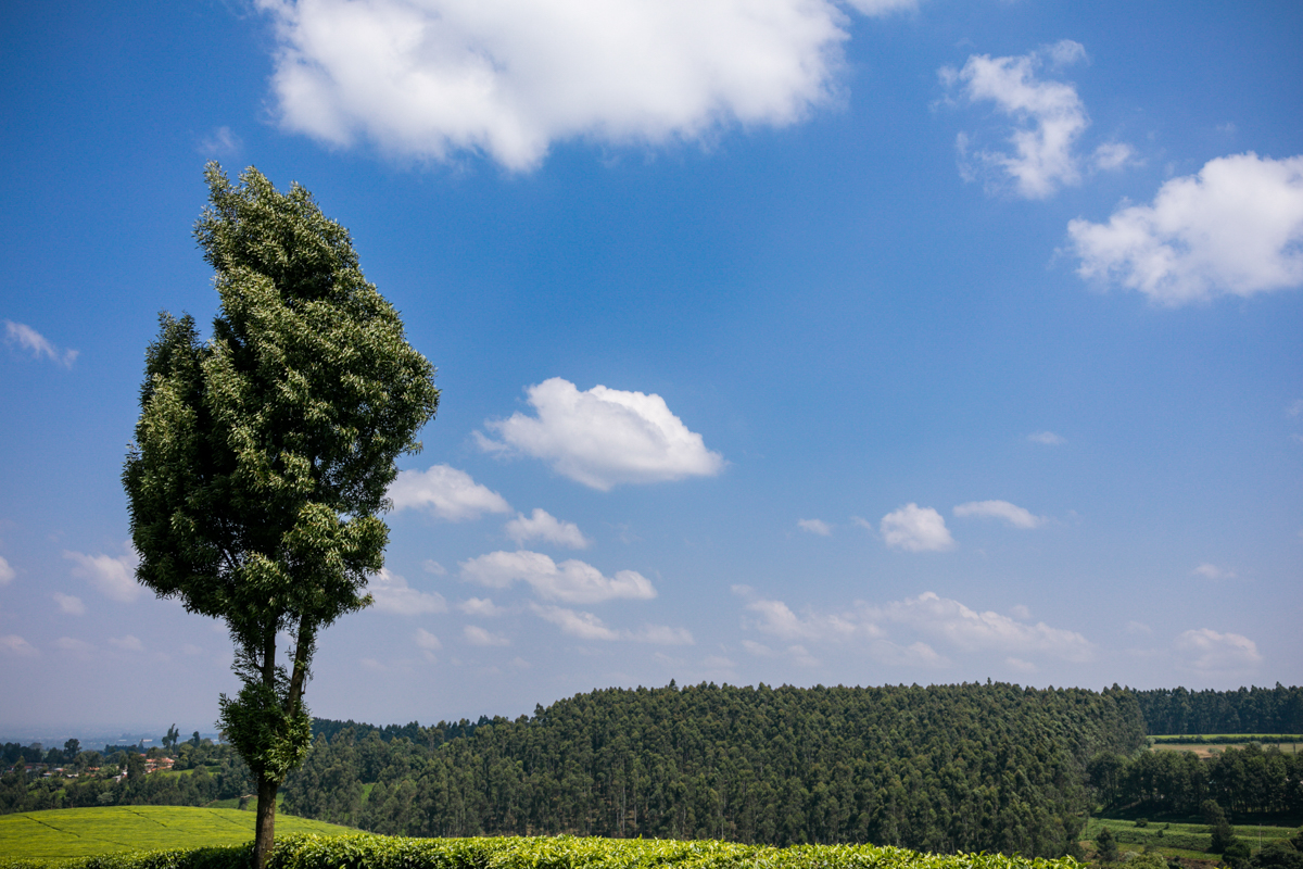 Kiambu County Tea Farm Estate