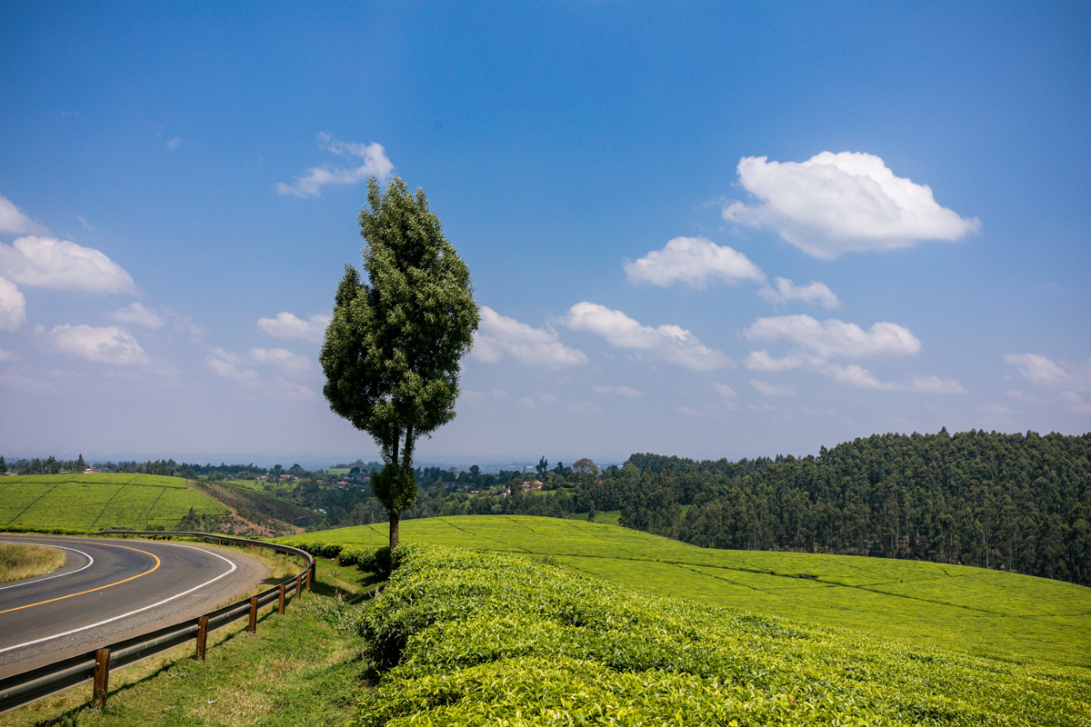 Kiambu County Tea Farm Estate