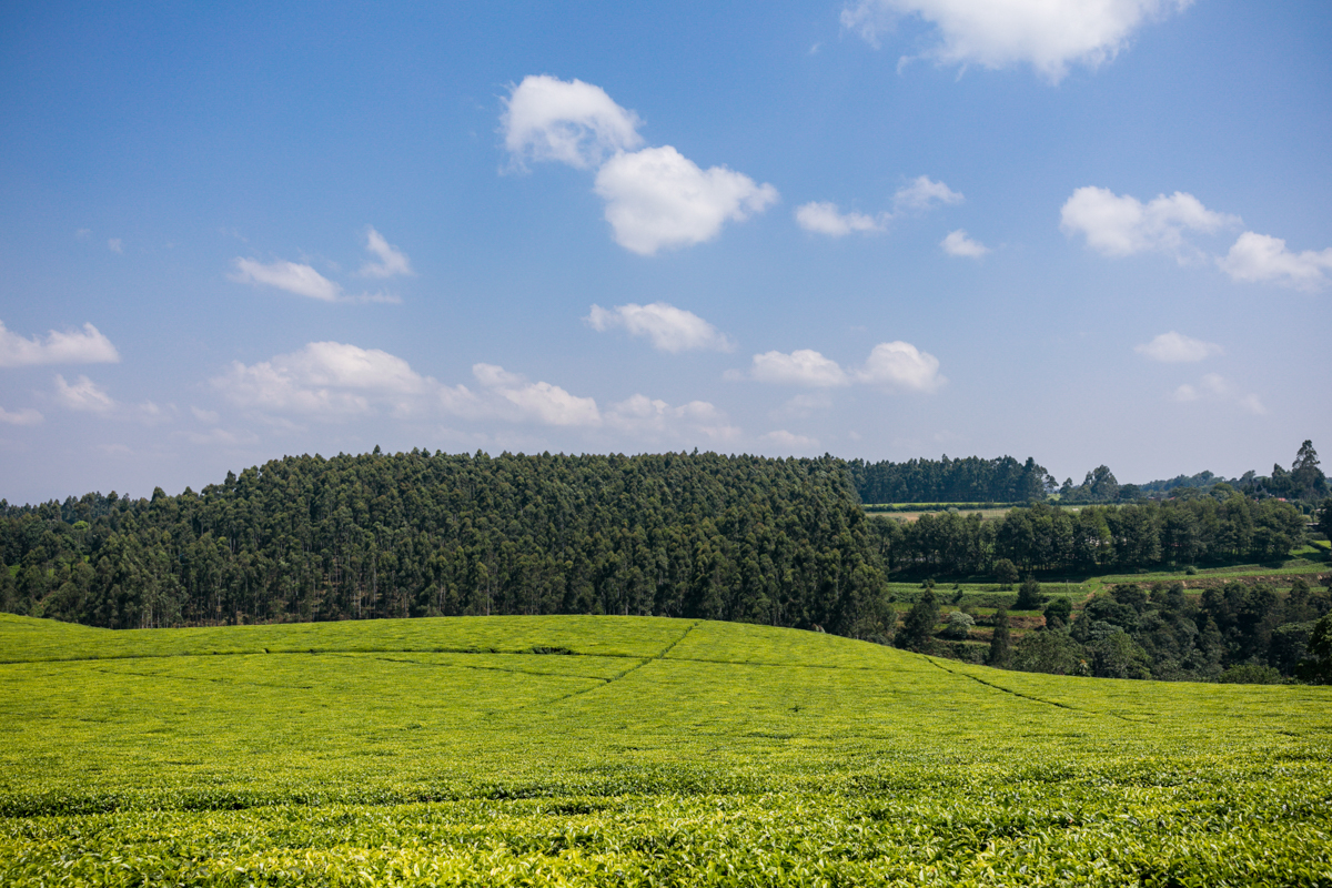 Kiambu County Tea Farm Estate