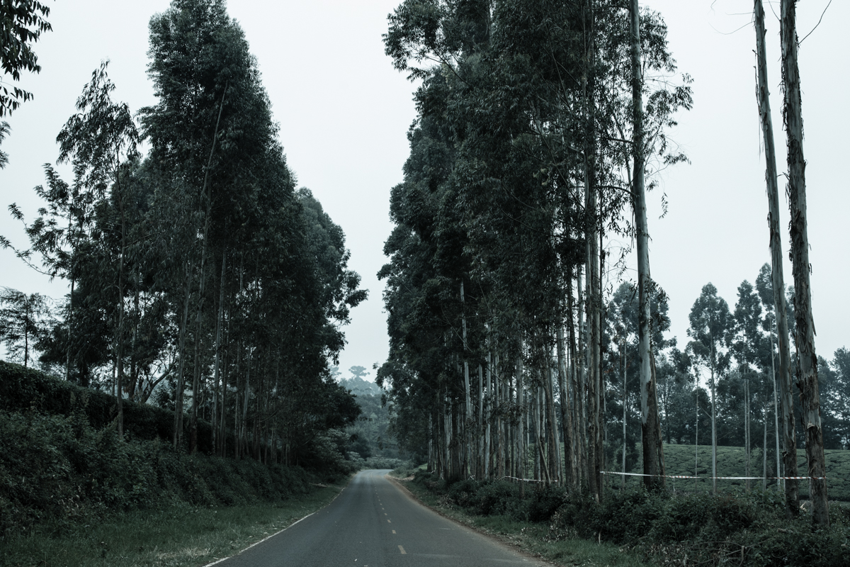 Kiambu County Tea Farm Estate