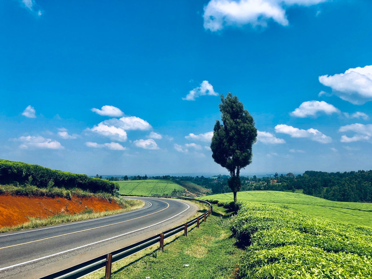 Kenya Landscape Photographer :: Kiambu County Tea Farm Estate