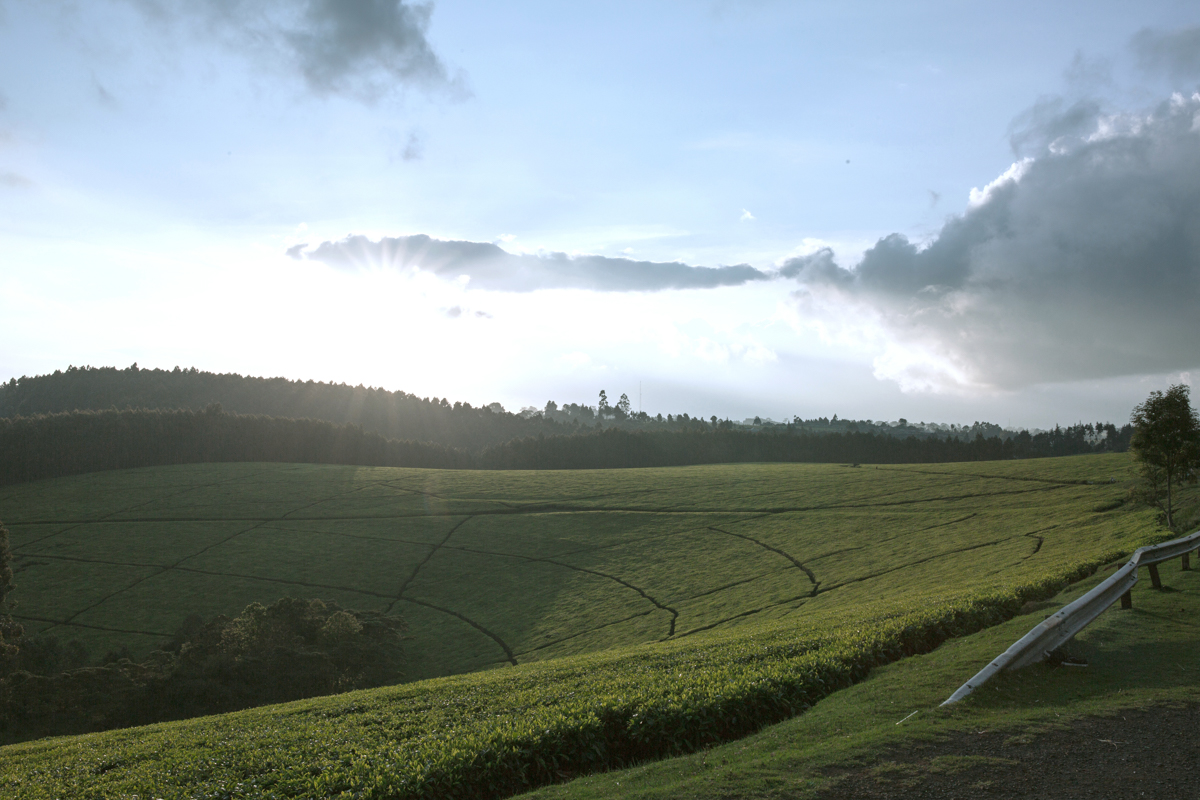 Kenya Landscape Photographer :: Kiambu County Tea Farm Estate