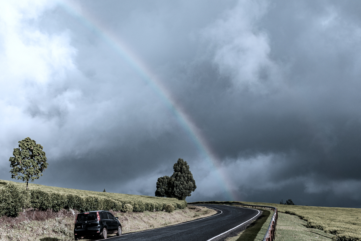 Kenya Landscape Photographer :: Kiambu County Tea Farm Estate