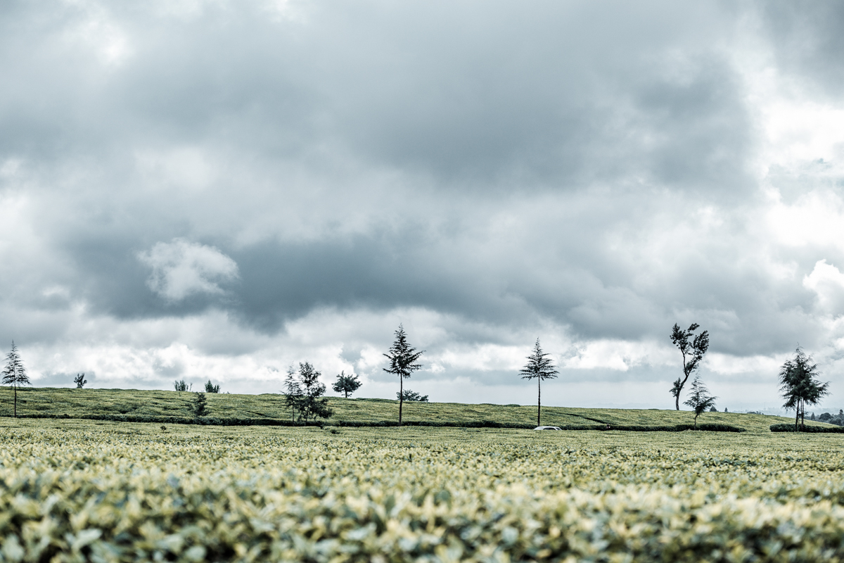 Kenya Landscape Photographer :: Kiambu County Tea Farm Estate