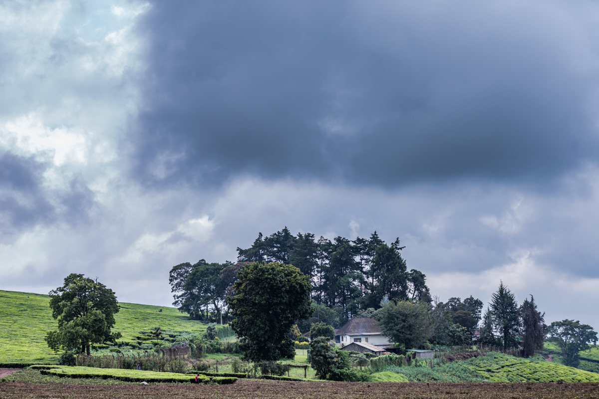 Kenya Landscape Photographer :: Kiambu County Tea Farm Estate