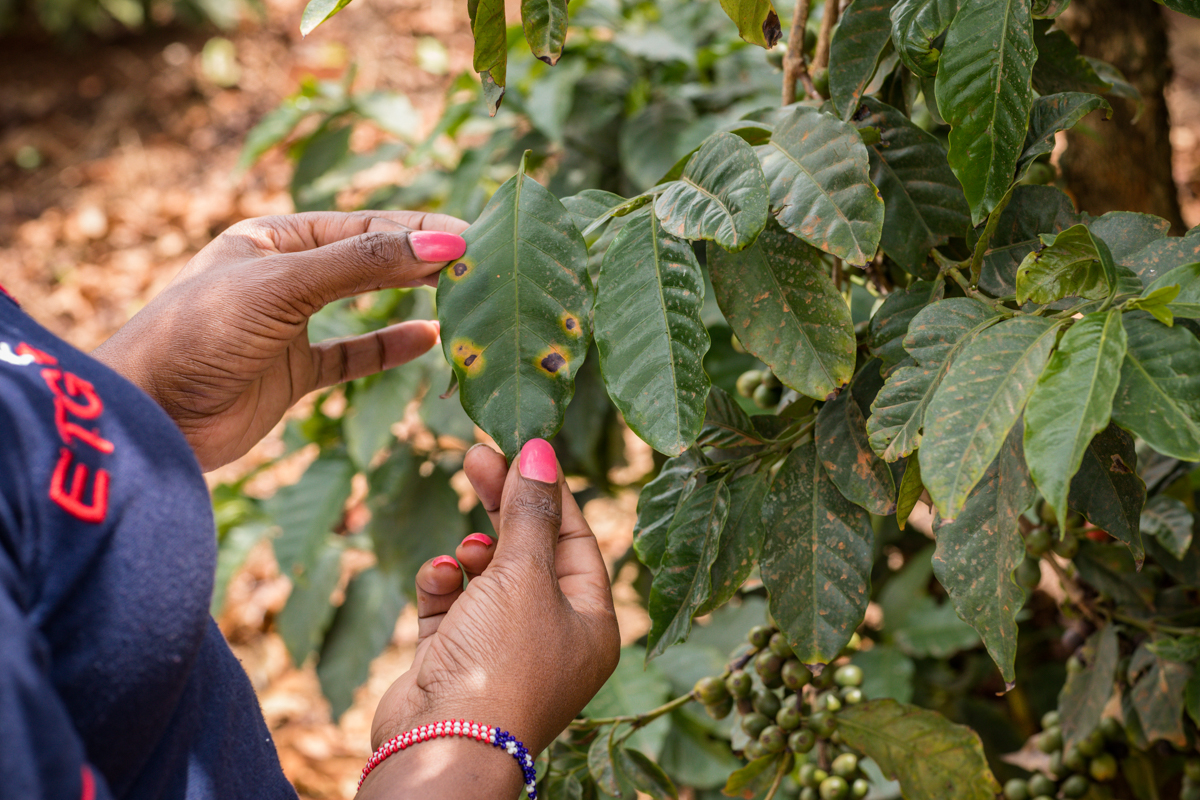 Kenyan Travel Documentary Photographers :: Coffee Leaf Soil Test