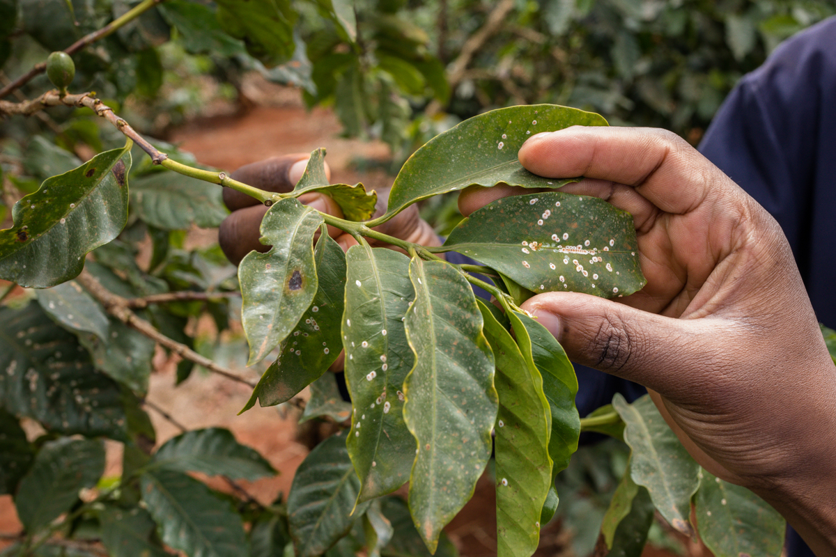 Kenyan Travel Documentary Photographers :: Coffee Leaf Soil Test