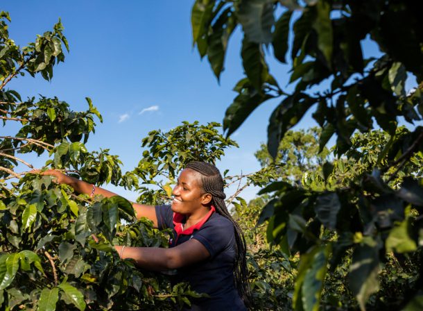 Kenyan Travel Documentary Photographers :: Coffee Leaf Soil Test