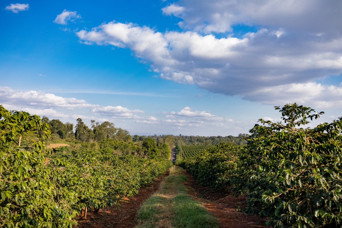 Kenyan Travel Documentary Photographers :: Coffee Leaf Soil Test