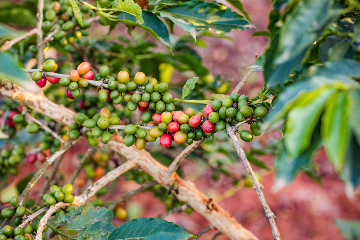 Coffee Leaf Soil Test