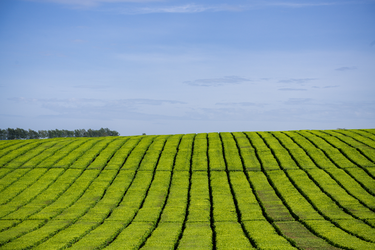 Kenyan Landscape Photographer :: Kericho County Tea Farming