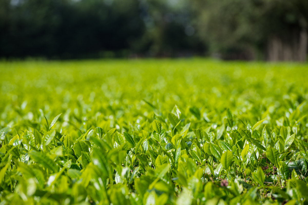 Kericho County Tea Farming