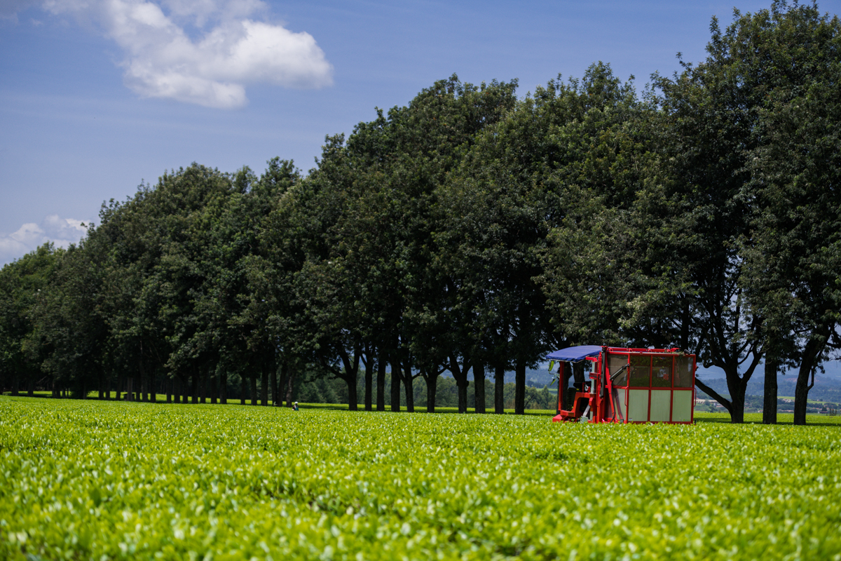 Kericho County Tea Farming