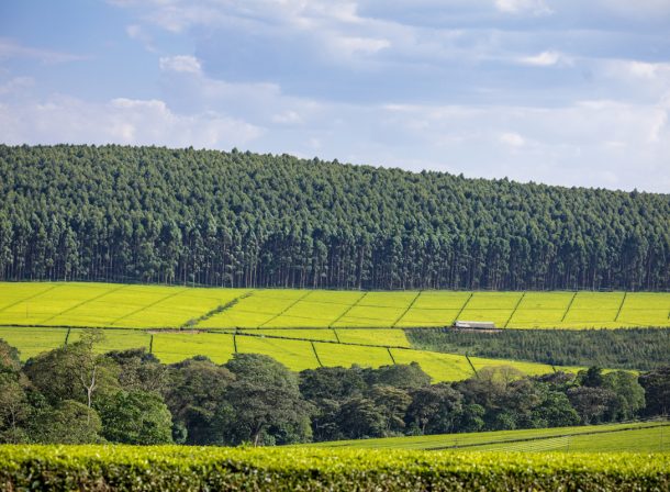 Kenyan Landscape Photographer :: Kericho County Tea Farming