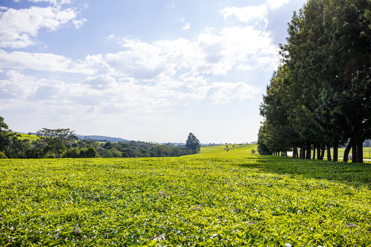 Kenyan Landscape Photographer :: Kericho County Tea Farming