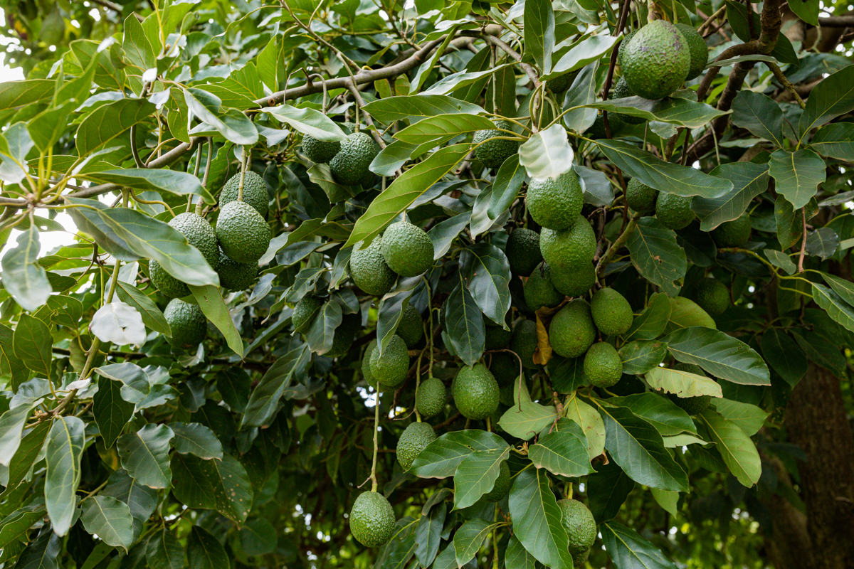 Kenya Travel Documentary Photography :: Tea Fertilizer Application