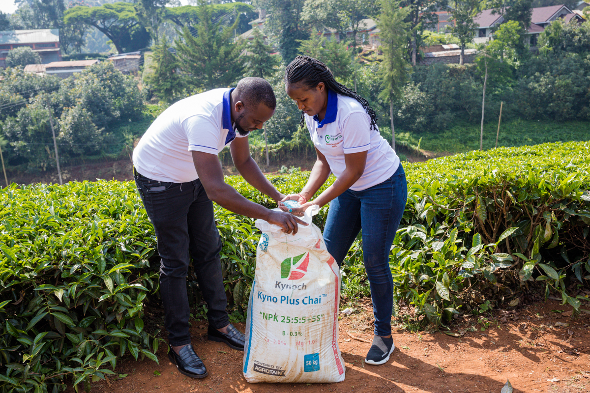 Kenya Travel Documentary Photography :: Tea Fertilizer Application