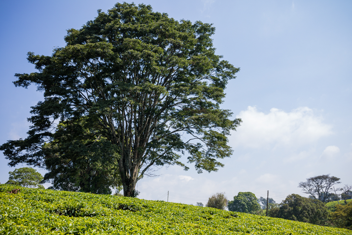Kenya Travel Documentary Photography :: Tea Fertilizer Application
