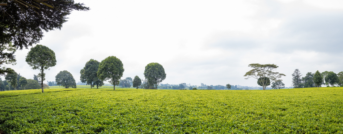 Tea Fertilizer Application In Limuru Kiambu County