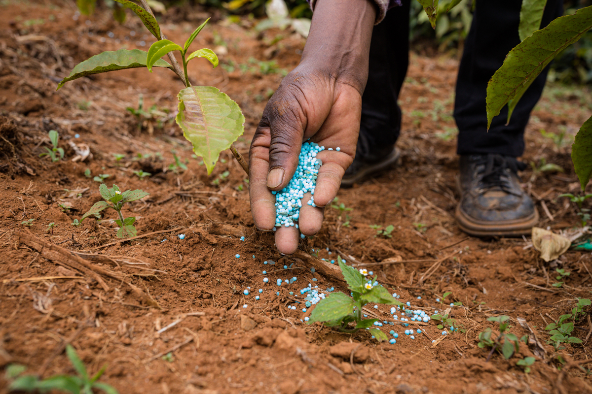 Tea Fertilizer Application In Limuru Kiambu County