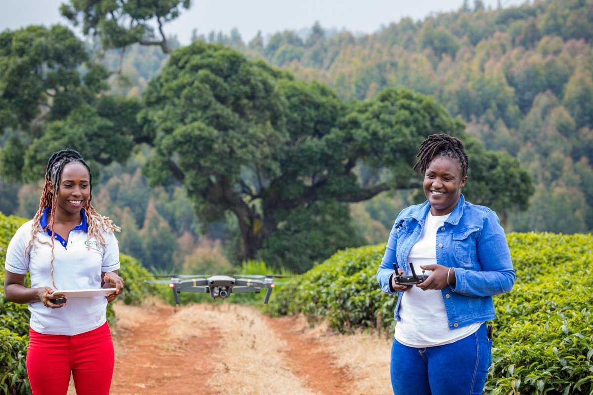 Tea Fertilizer Application In Limuru Kiambu County