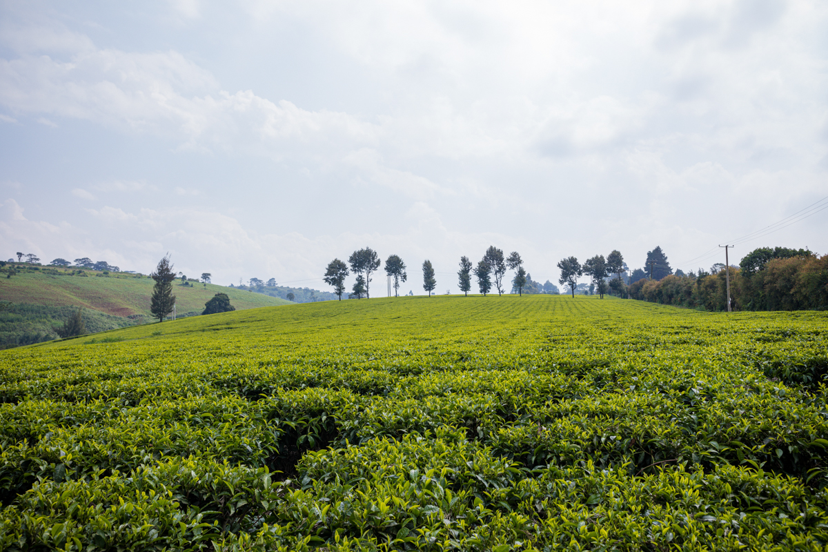 Tea Fertilizer Application In Limuru Kiambu County