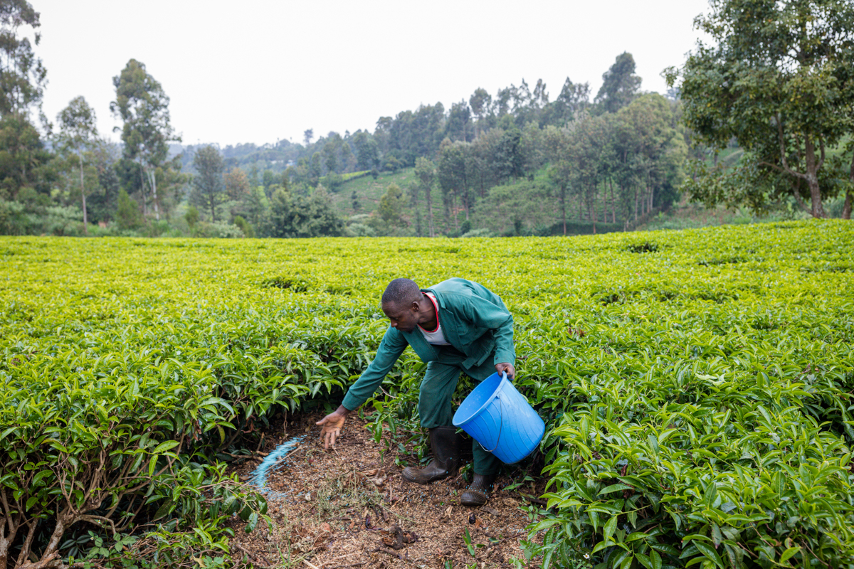 Kenya Travel Documentary Photography :: Tea Fertilizer Application