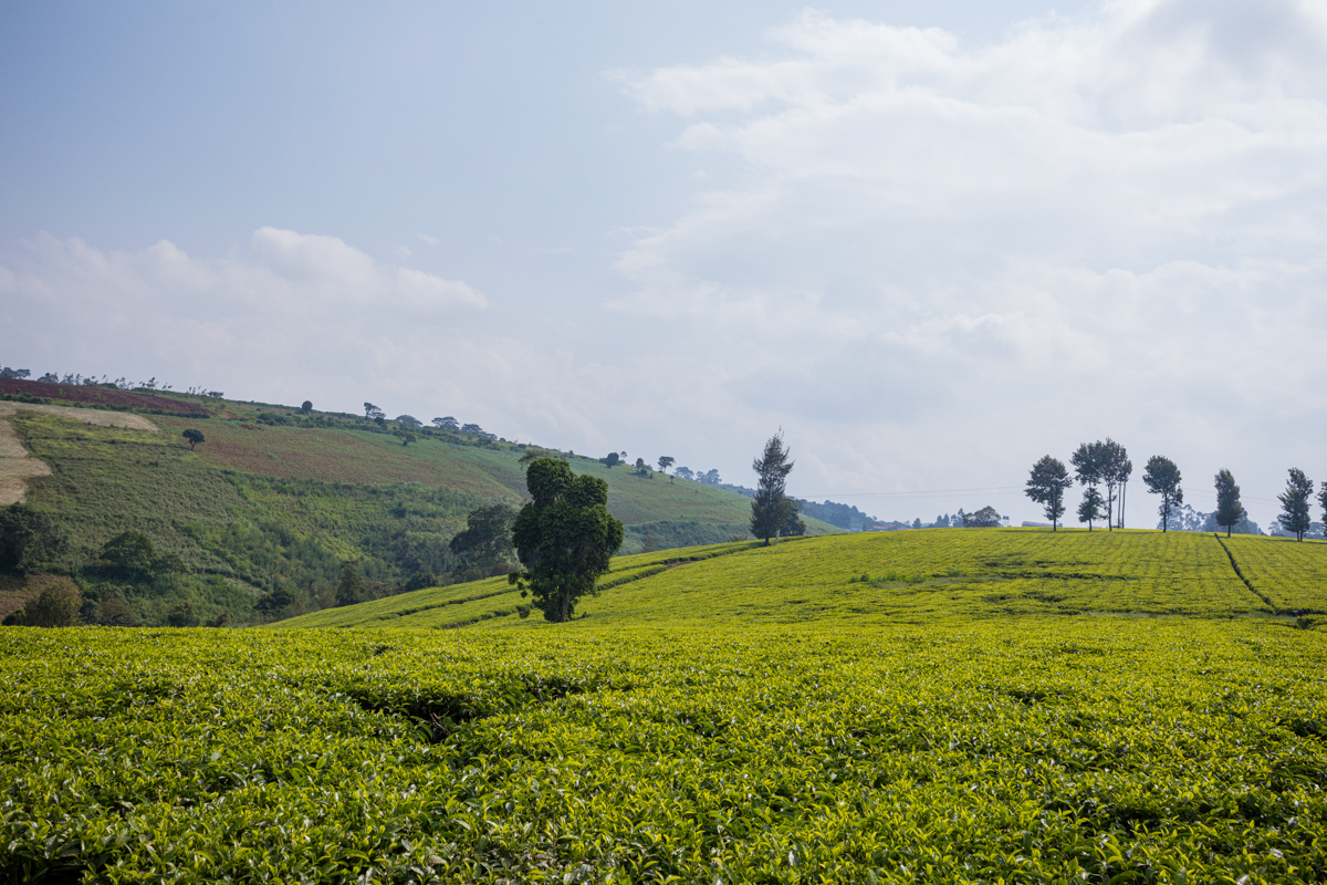 Tea Fertilizer Application In Limuru Kiambu County