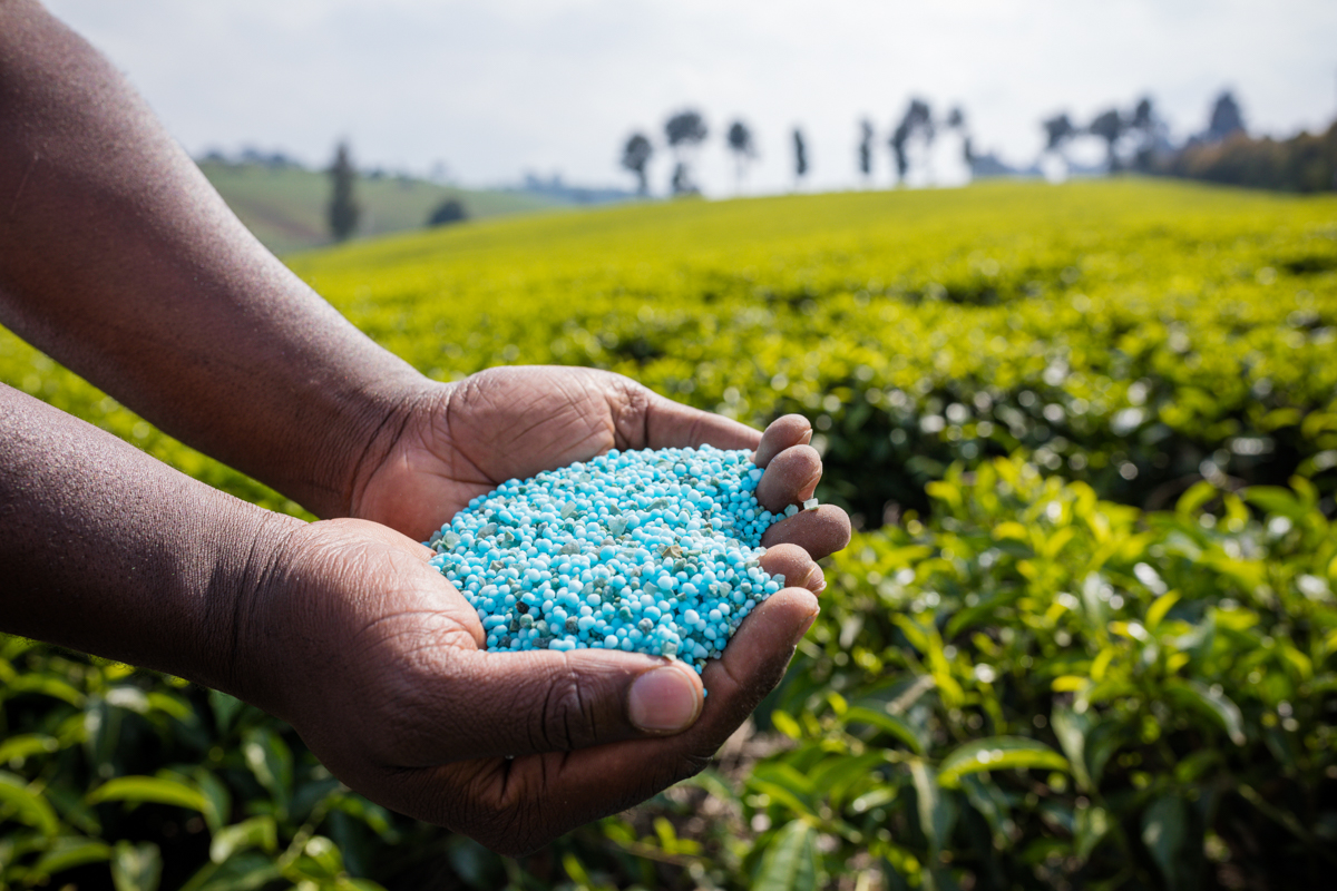 Tea Fertilizer Application In Limuru Kiambu County