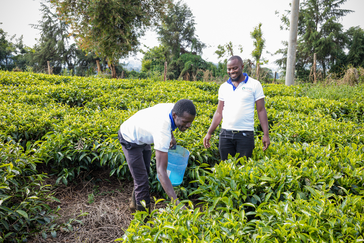 Tea Fertilizer Application In Limuru Kiambu County