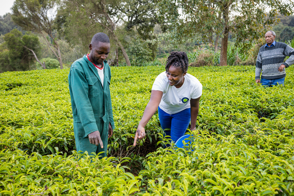 Kenya Travel Documentary Photography :: Tea Fertilizer Application