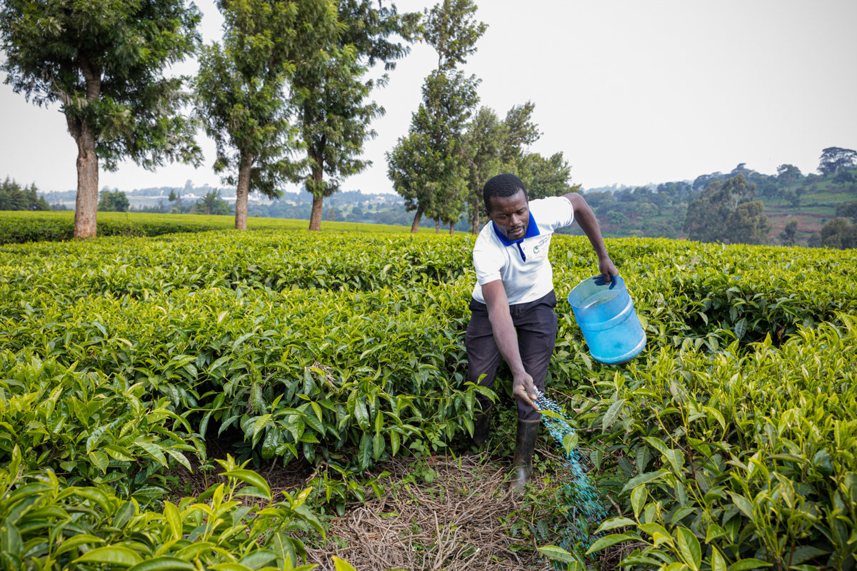 Tea Fertilizer Application In Limuru Kiambu County