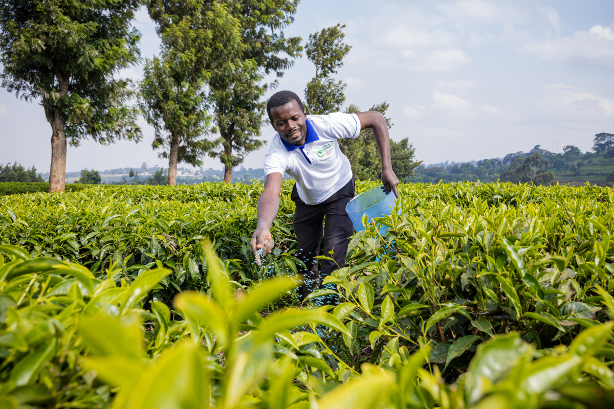 Tea Fertilizer Application In Limuru Kiambu County