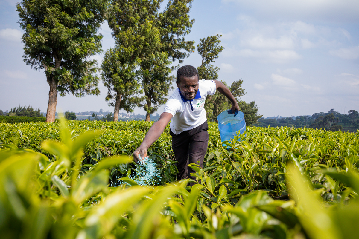 Tea Fertilizer Application In Limuru Kiambu County